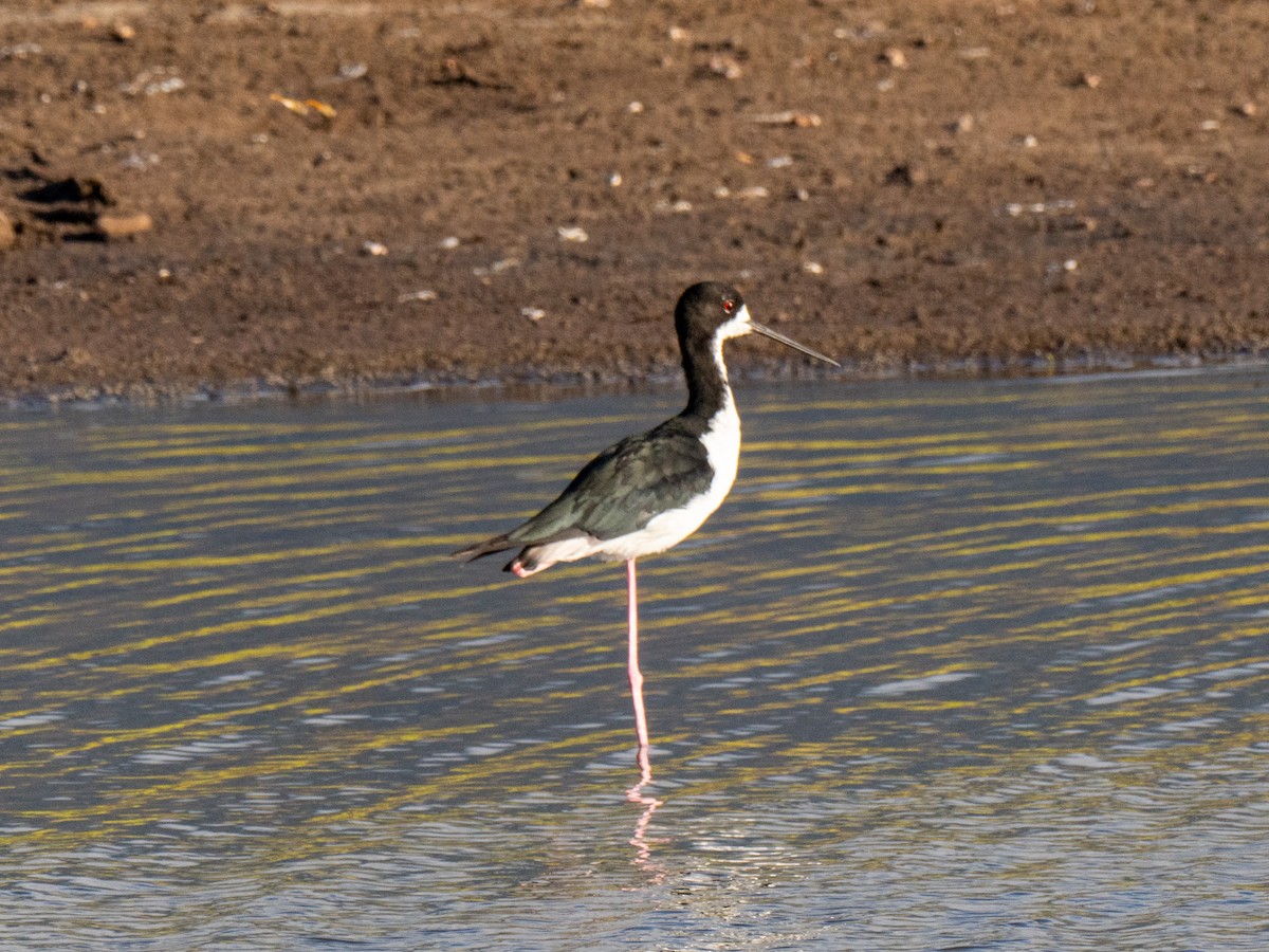 Black-necked Stilt (Hawaiian) - ML622888923