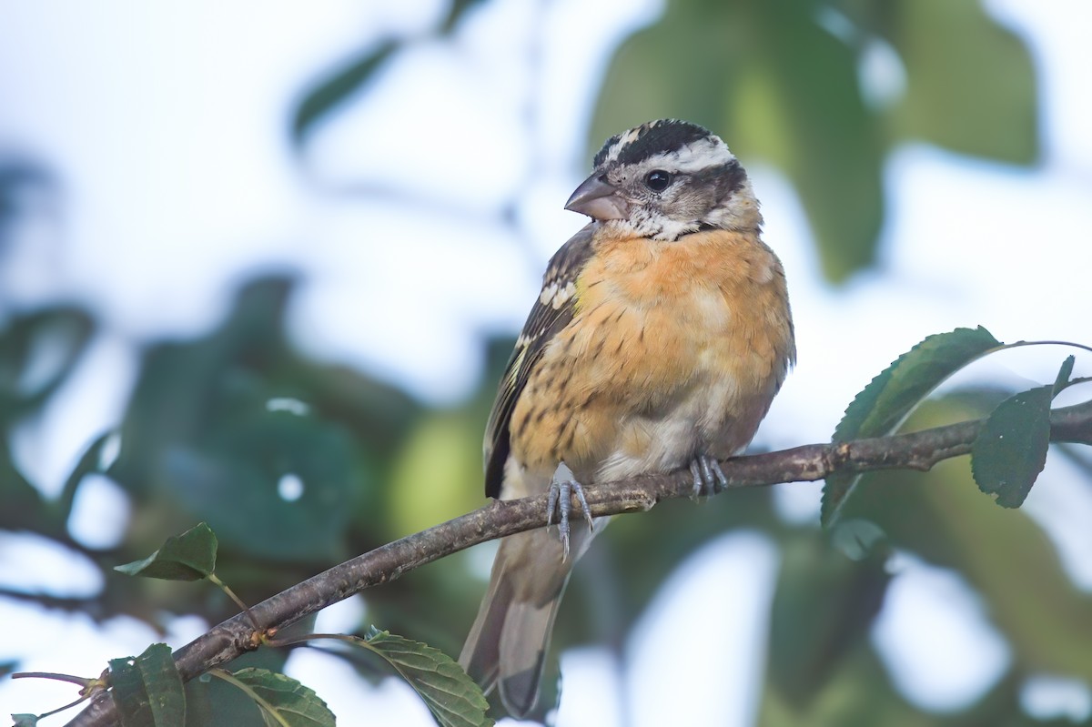 Black-headed Grosbeak - ML622888936