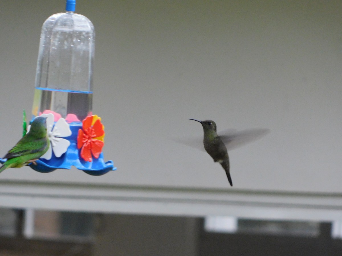 Sombre Hummingbird - ML622888939