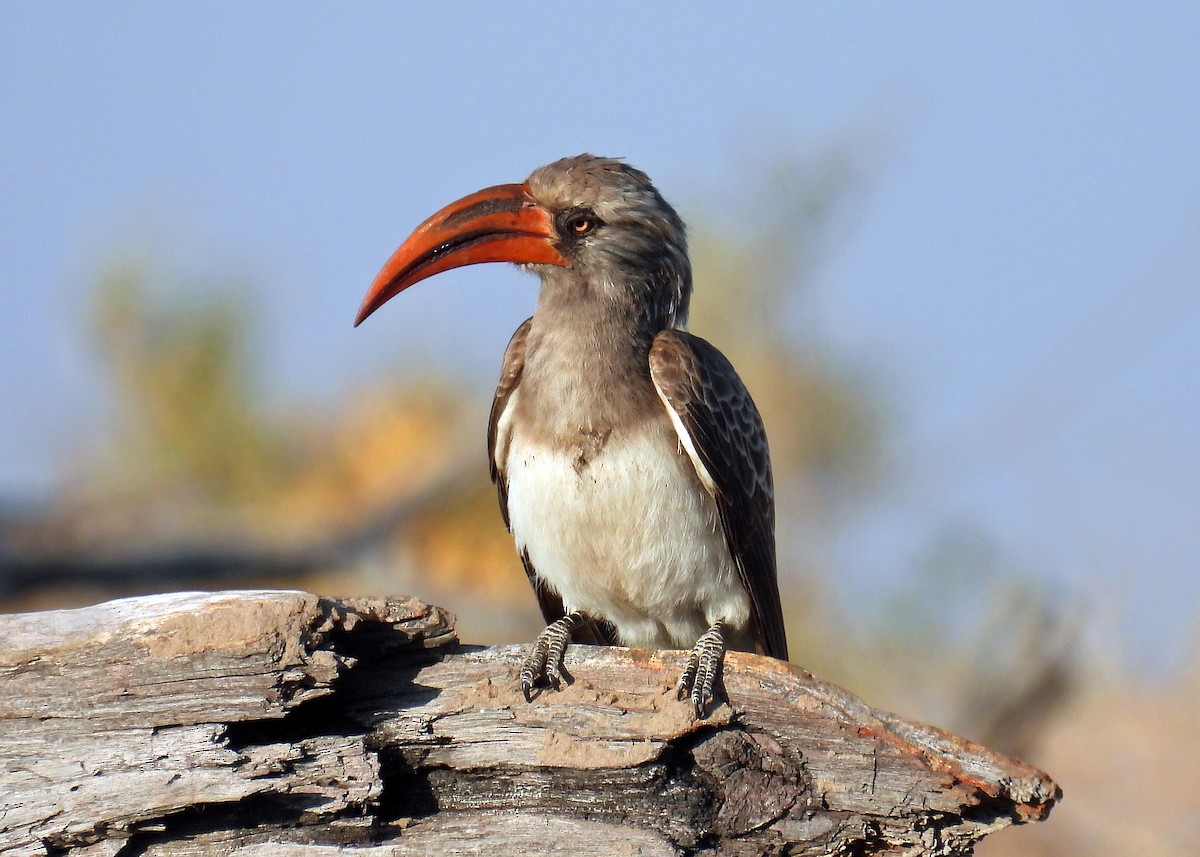 Bradfield's Hornbill - ML622888959