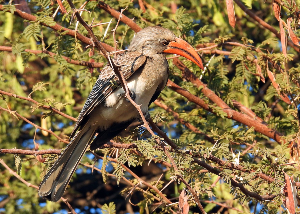 Bradfield's Hornbill - ML622888960