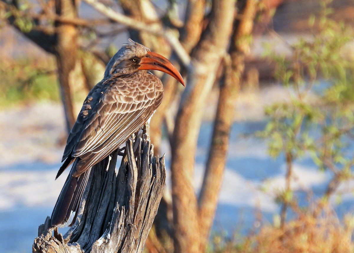 Bradfield's Hornbill - ML622888961