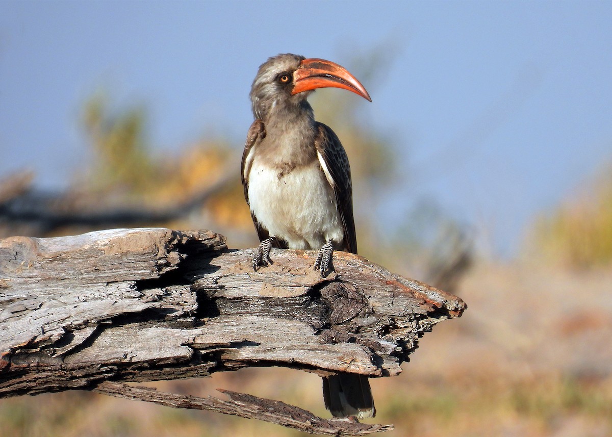 Bradfield's Hornbill - ML622888962