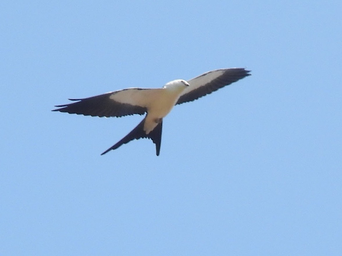 Swallow-tailed Kite - Jeanene Daniels