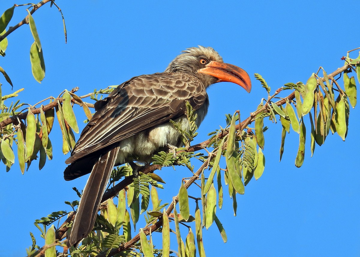 Bradfield's Hornbill - ML622888975