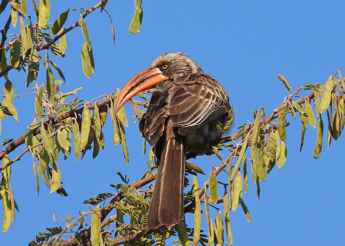 Bradfield's Hornbill - ML622888976