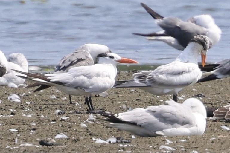 Royal Tern - ML622888999