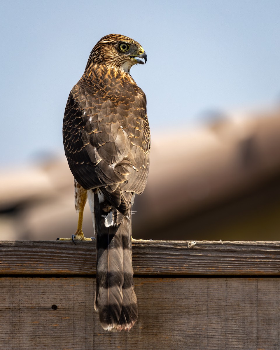 Cooper's Hawk - ML622889032