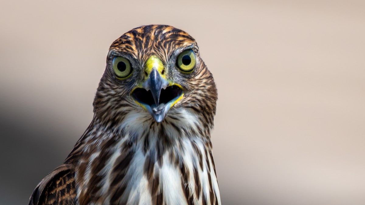 Cooper's Hawk - ML622889053