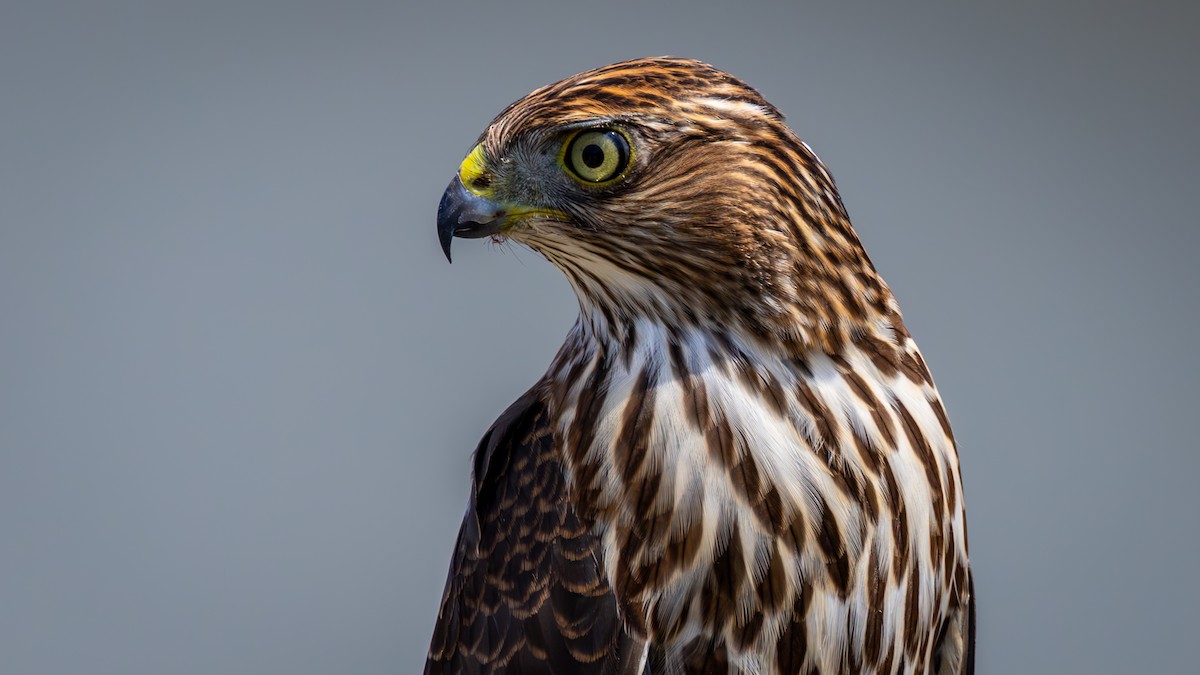 Cooper's Hawk - ML622889054