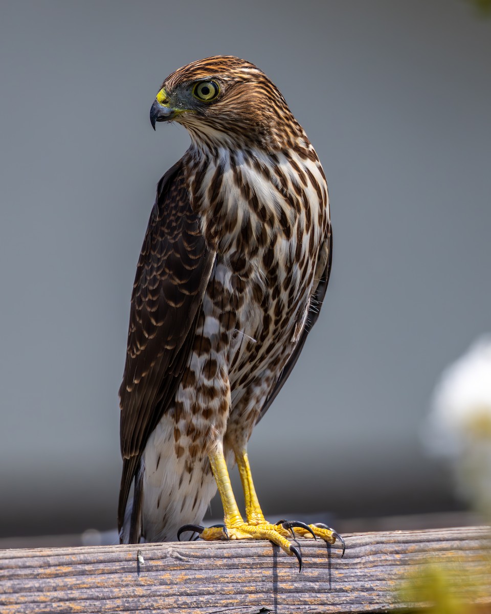 Cooper's Hawk - ML622889055