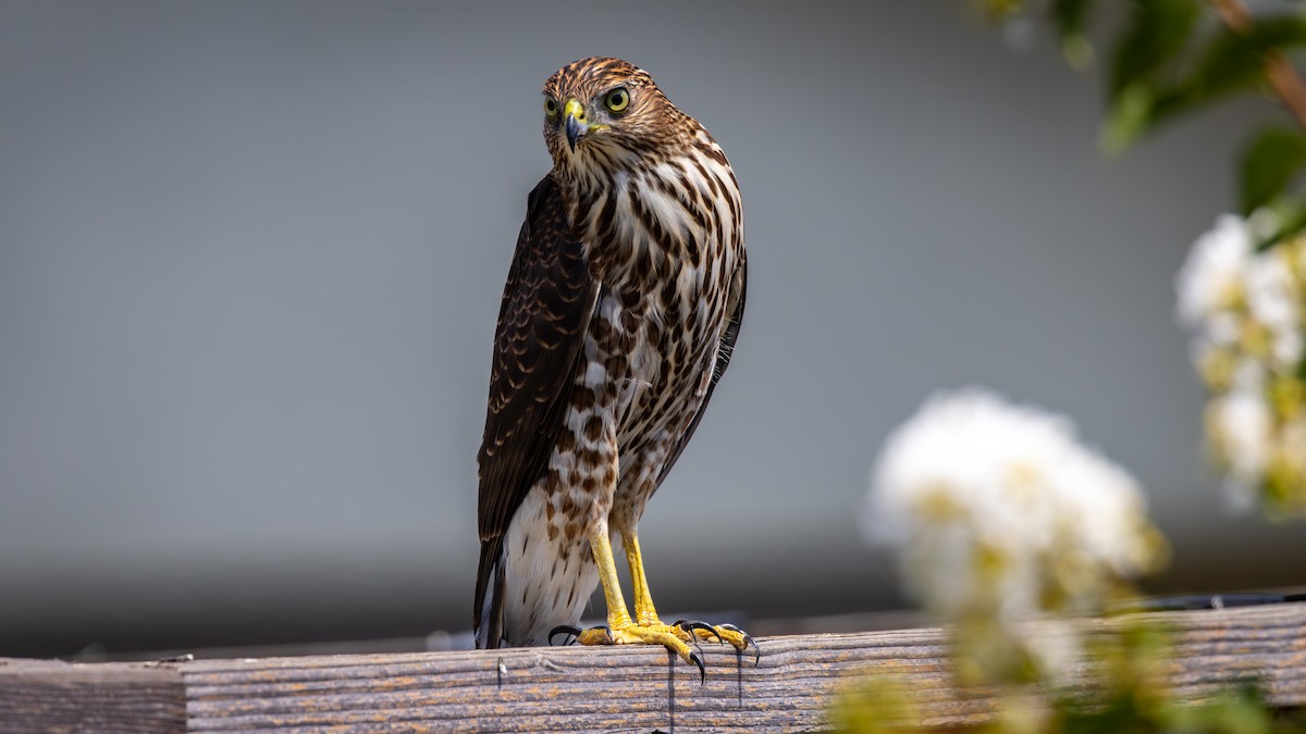 Cooper's Hawk - ML622889056