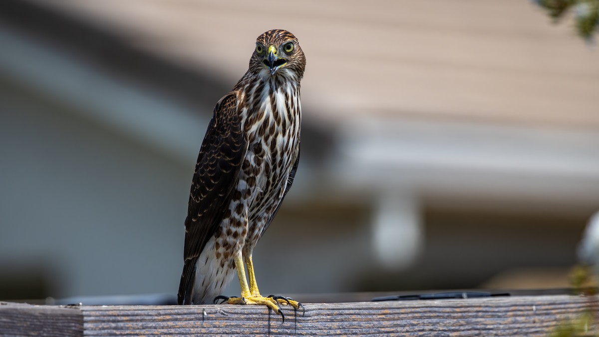 Cooper's Hawk - ML622889057