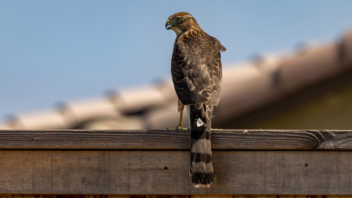 Cooper's Hawk - ML622889058