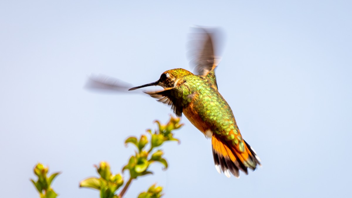 Rufous Hummingbird - ML622889063