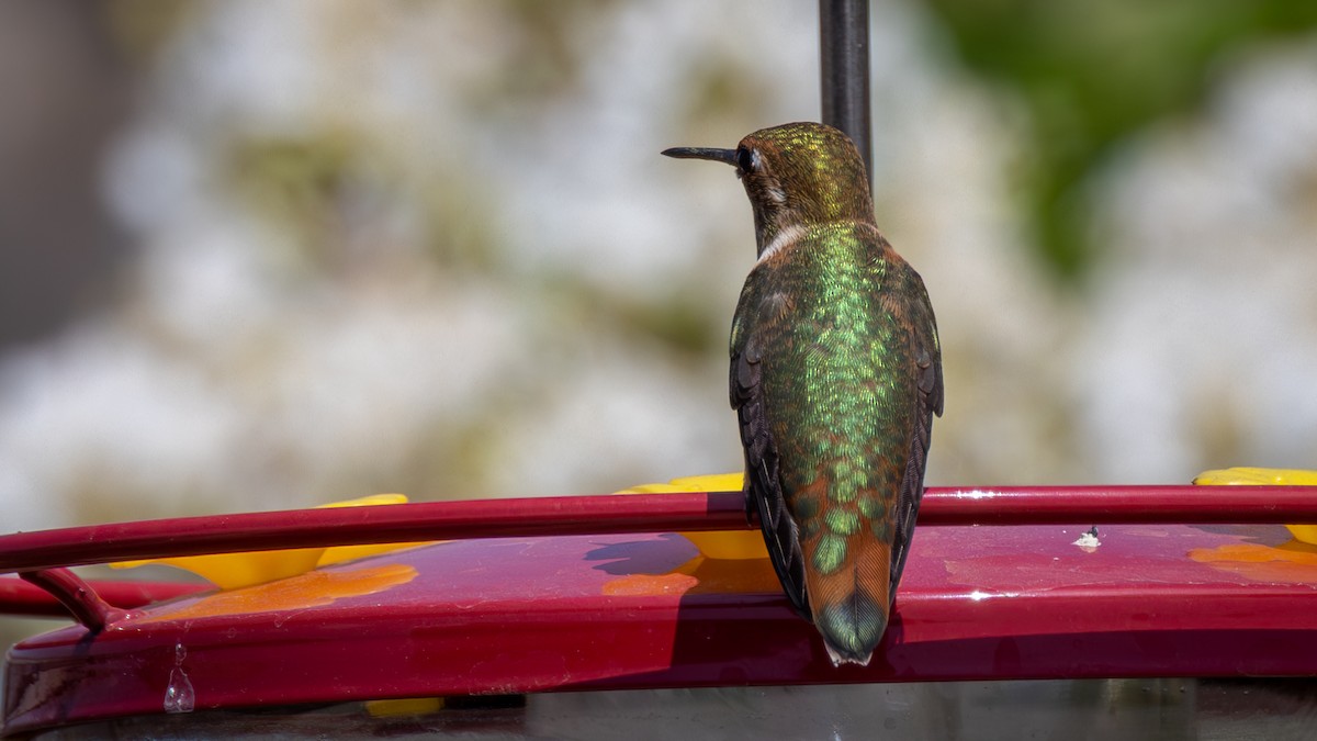 Rufous Hummingbird - ML622889064