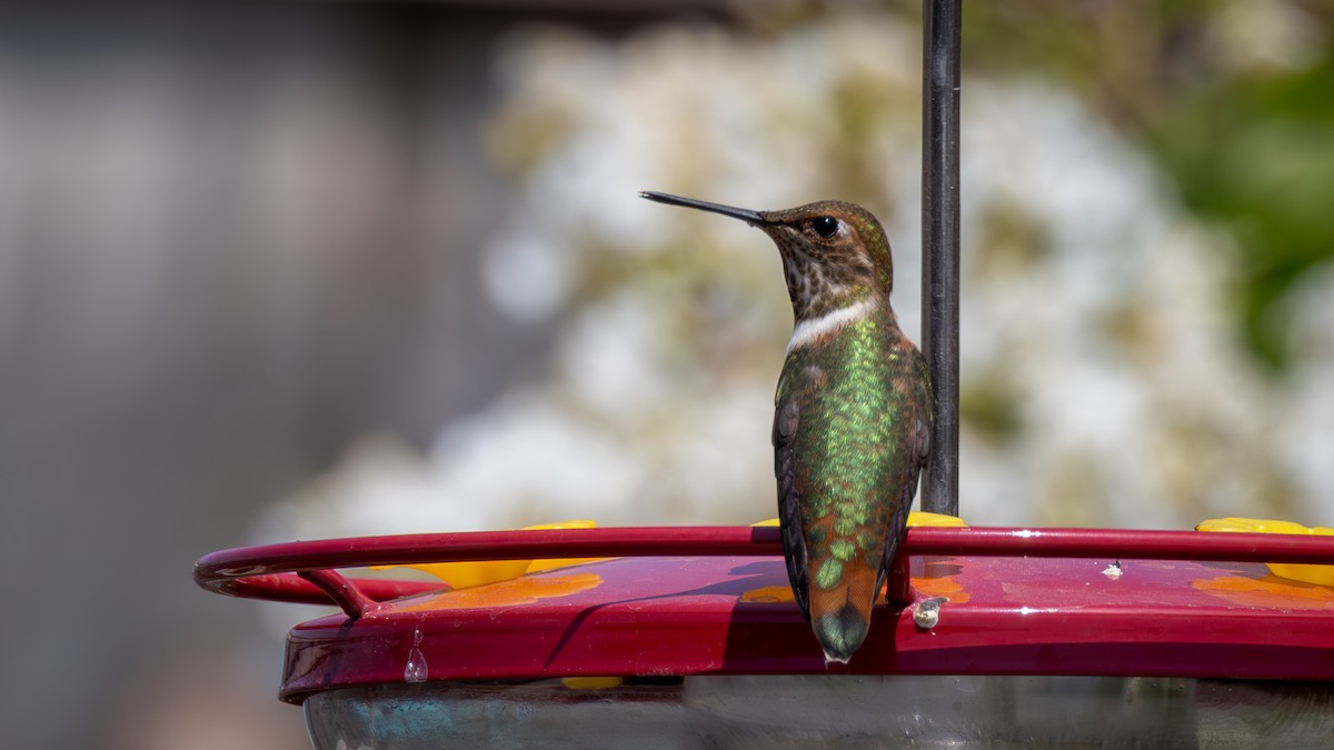 Rufous Hummingbird - ML622889065