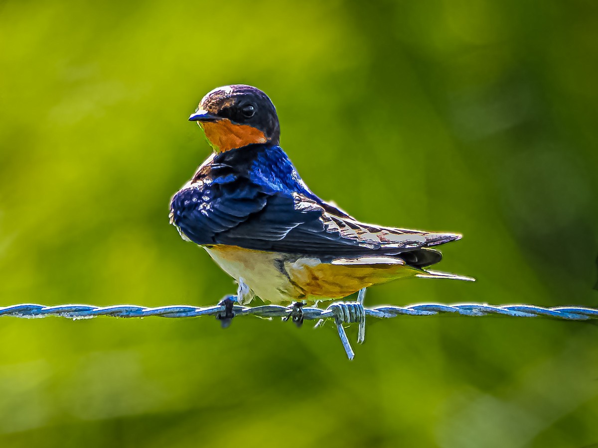 Barn Swallow - ML622889066