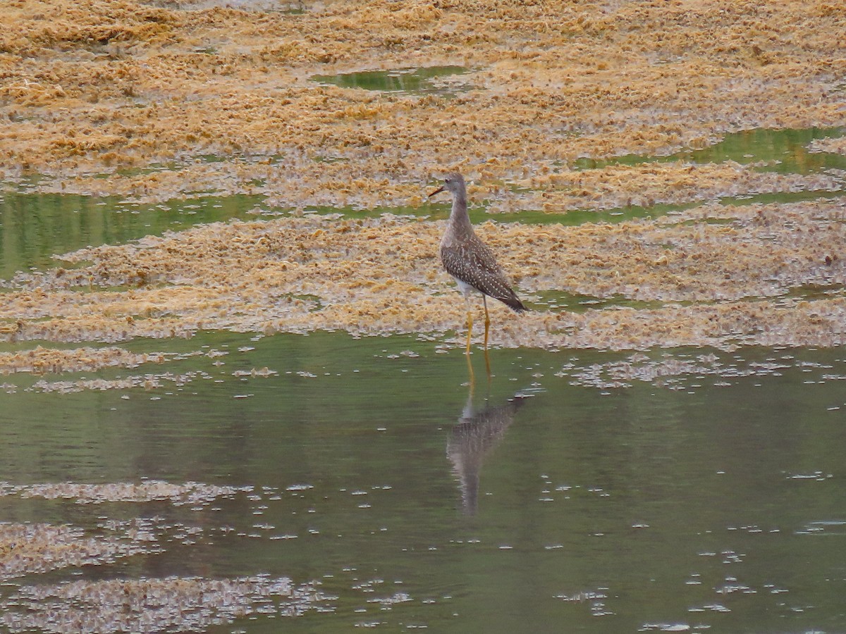 Lesser Yellowlegs - ML622889076