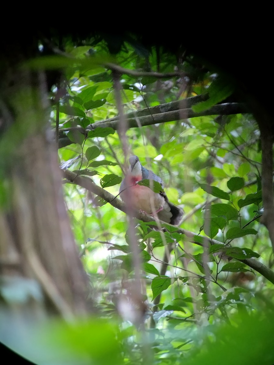 Luzon Bleeding-heart - ML622889117