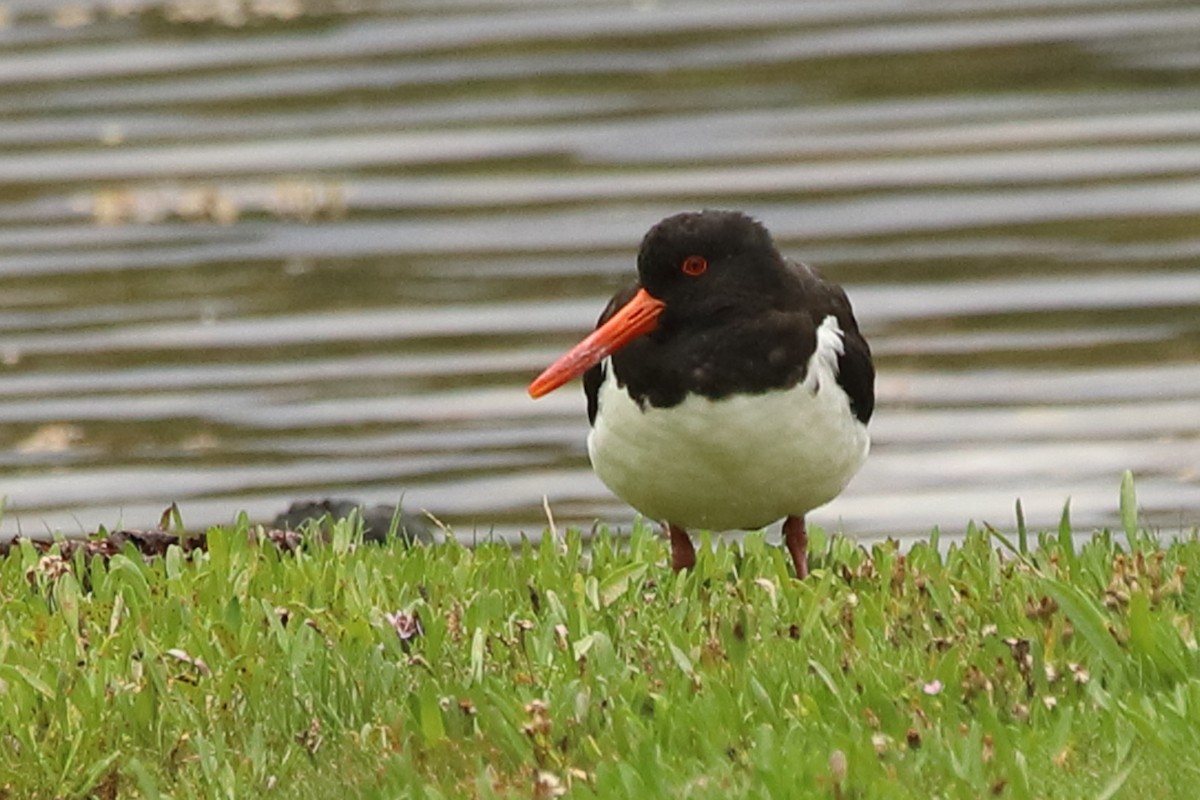Eurasian Oystercatcher - ML622889193
