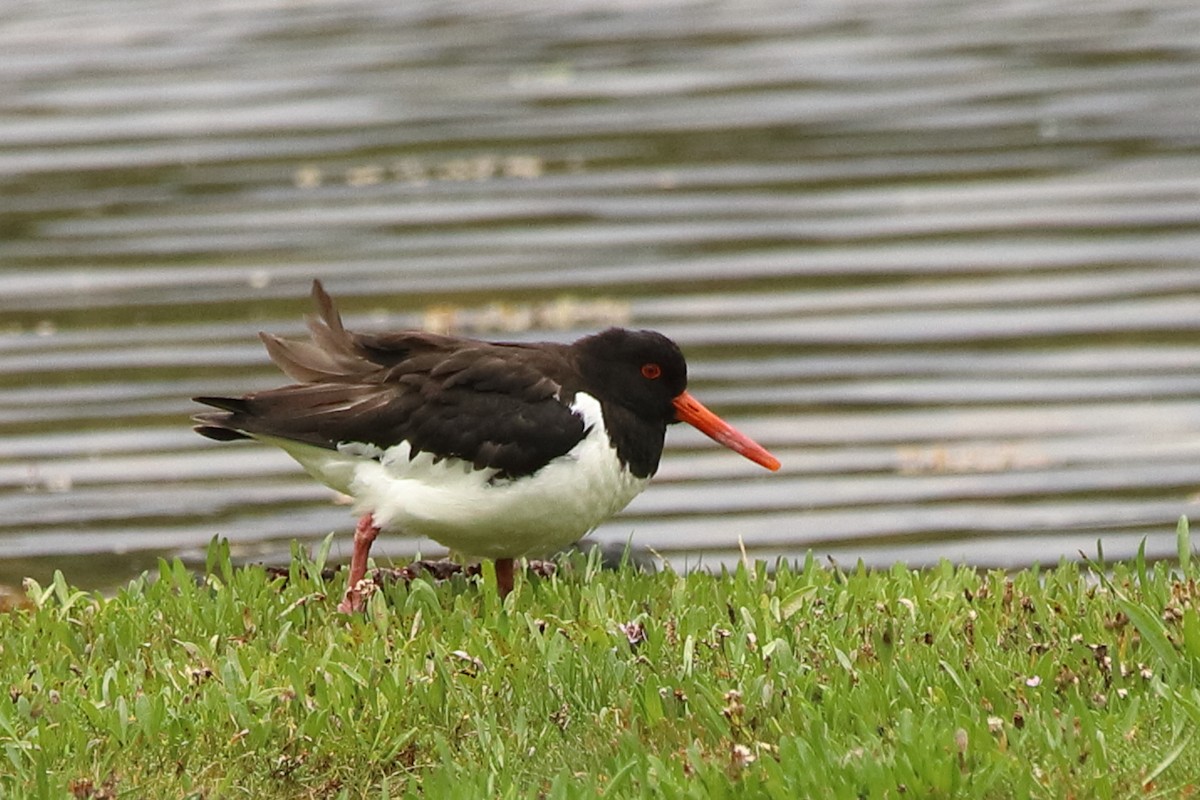 Eurasian Oystercatcher - ML622889194