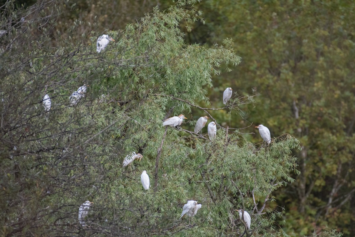 Western Cattle Egret - ML622889204