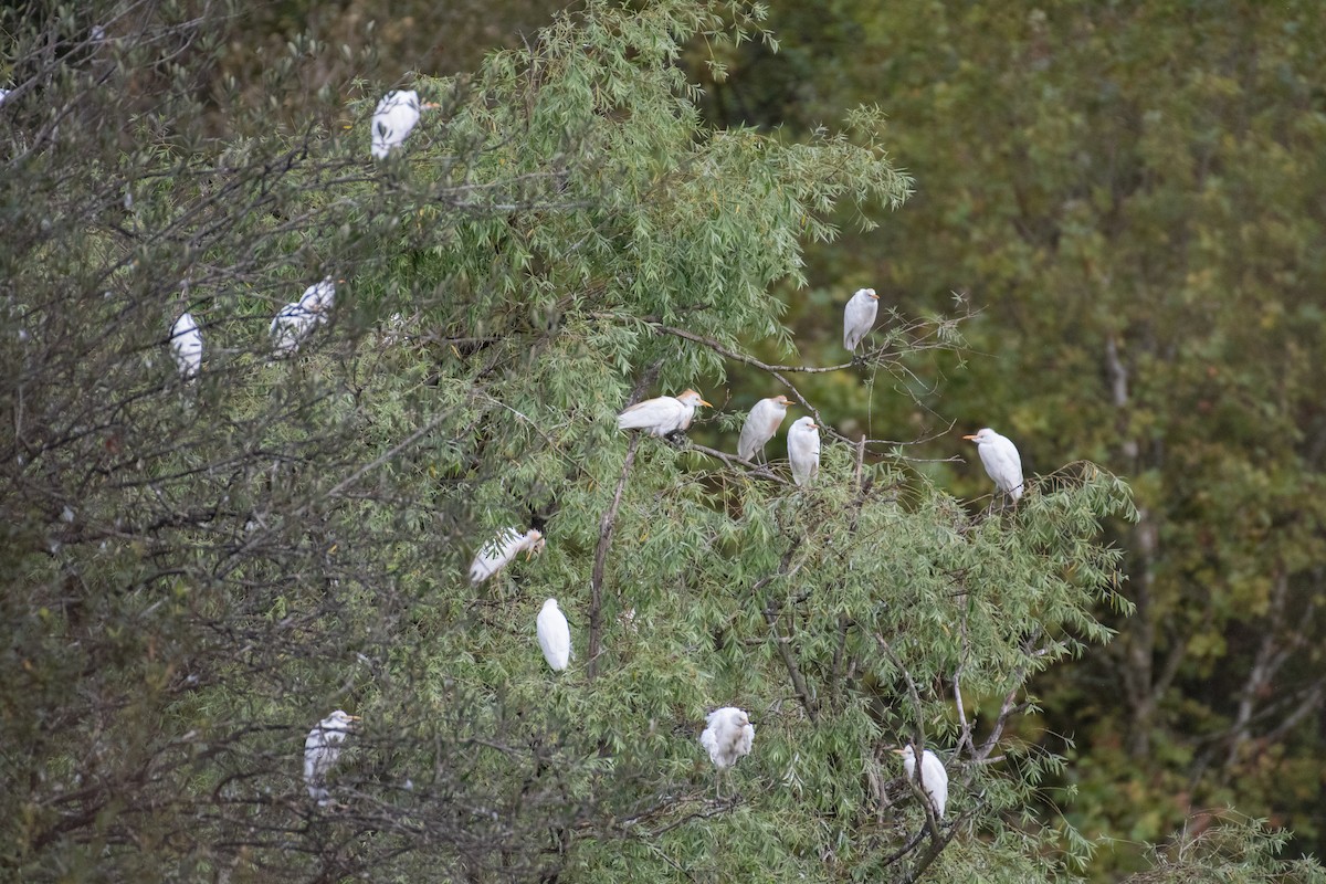 Western Cattle Egret - ML622889205