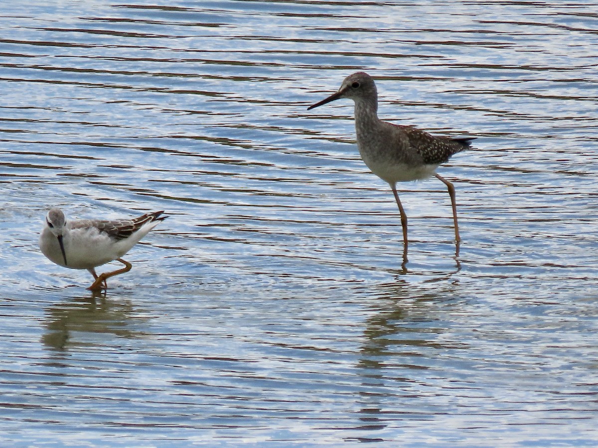 Lesser Yellowlegs - ML622889237