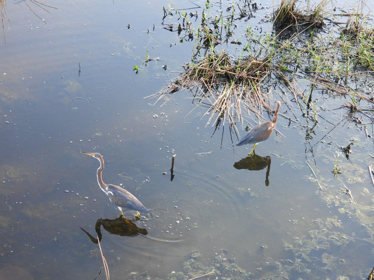 Tricolored Heron - Denise Rychlik