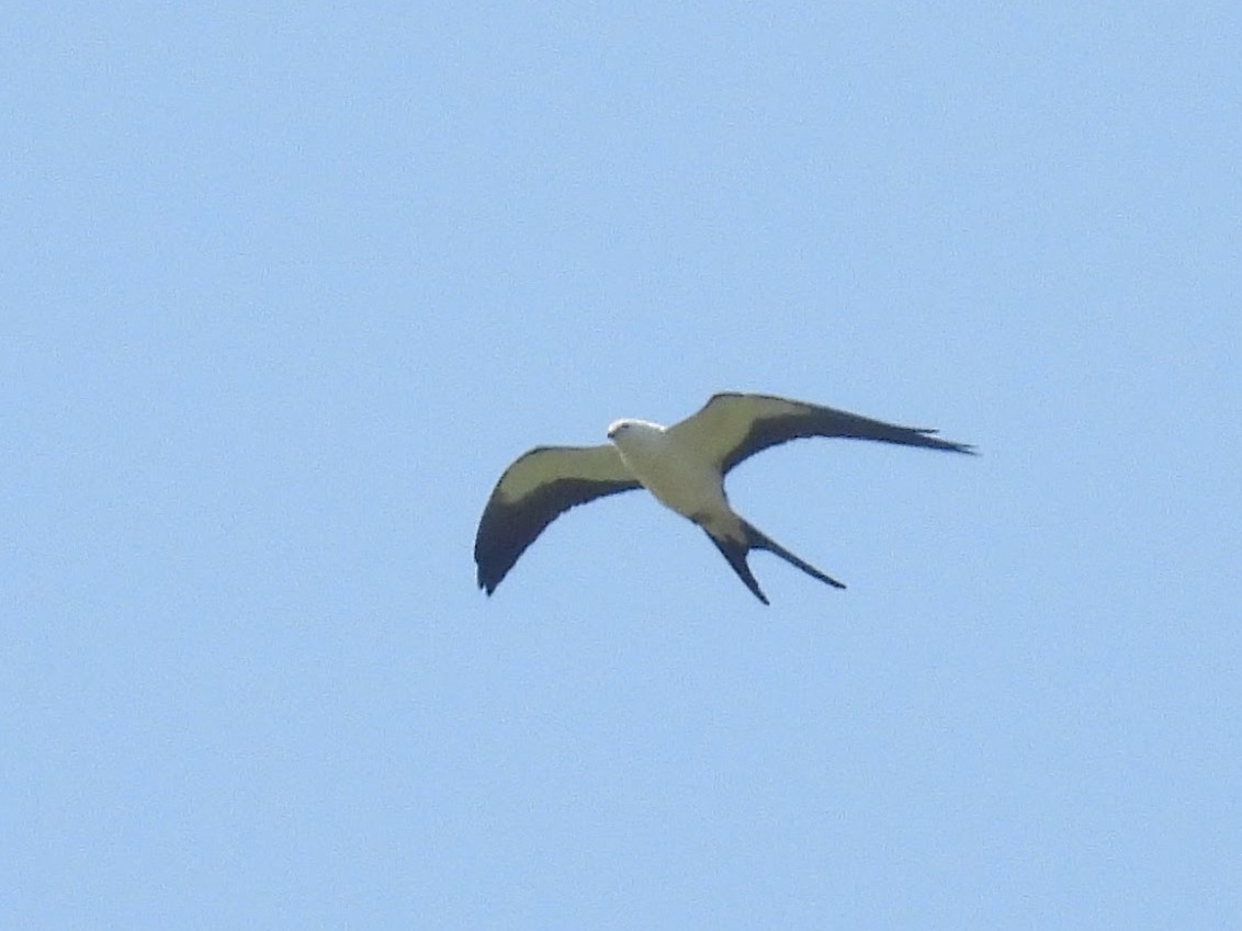 Swallow-tailed Kite - ML622889277