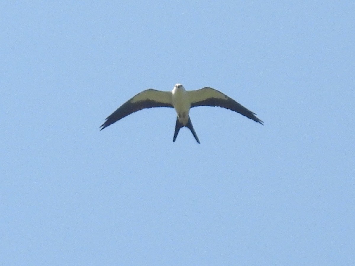 Swallow-tailed Kite - ML622889278