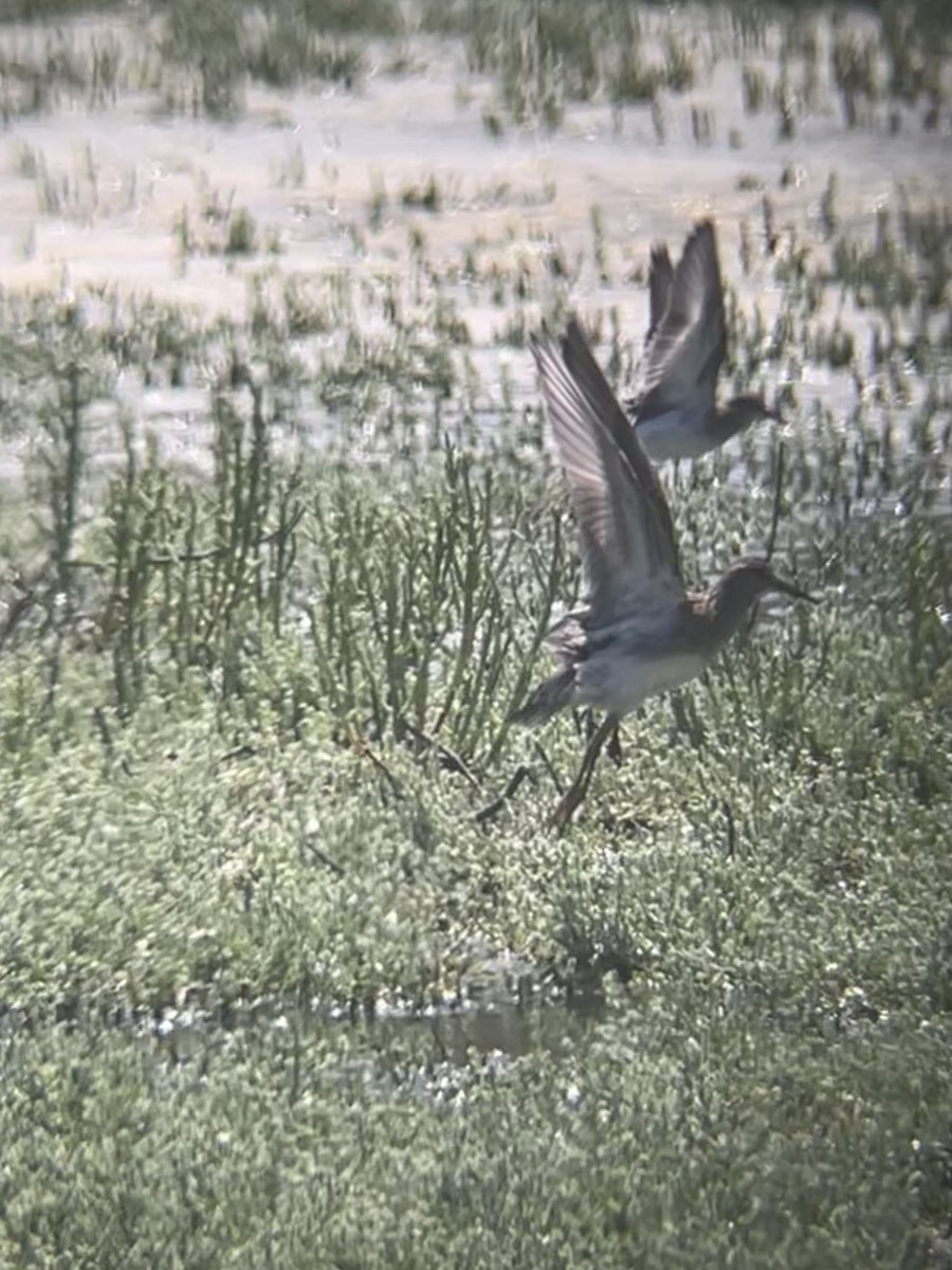 Pectoral Sandpiper - Sam Fellows