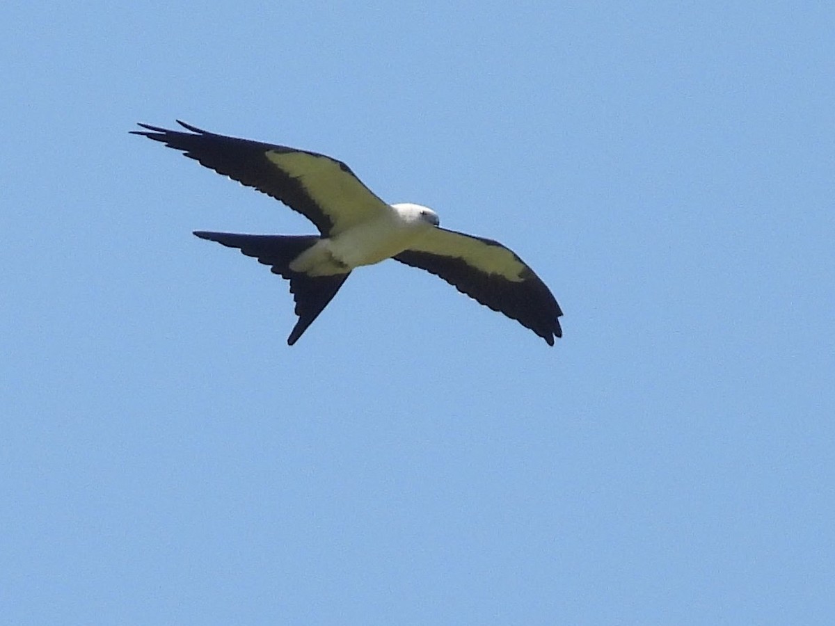 Swallow-tailed Kite - ML622889326