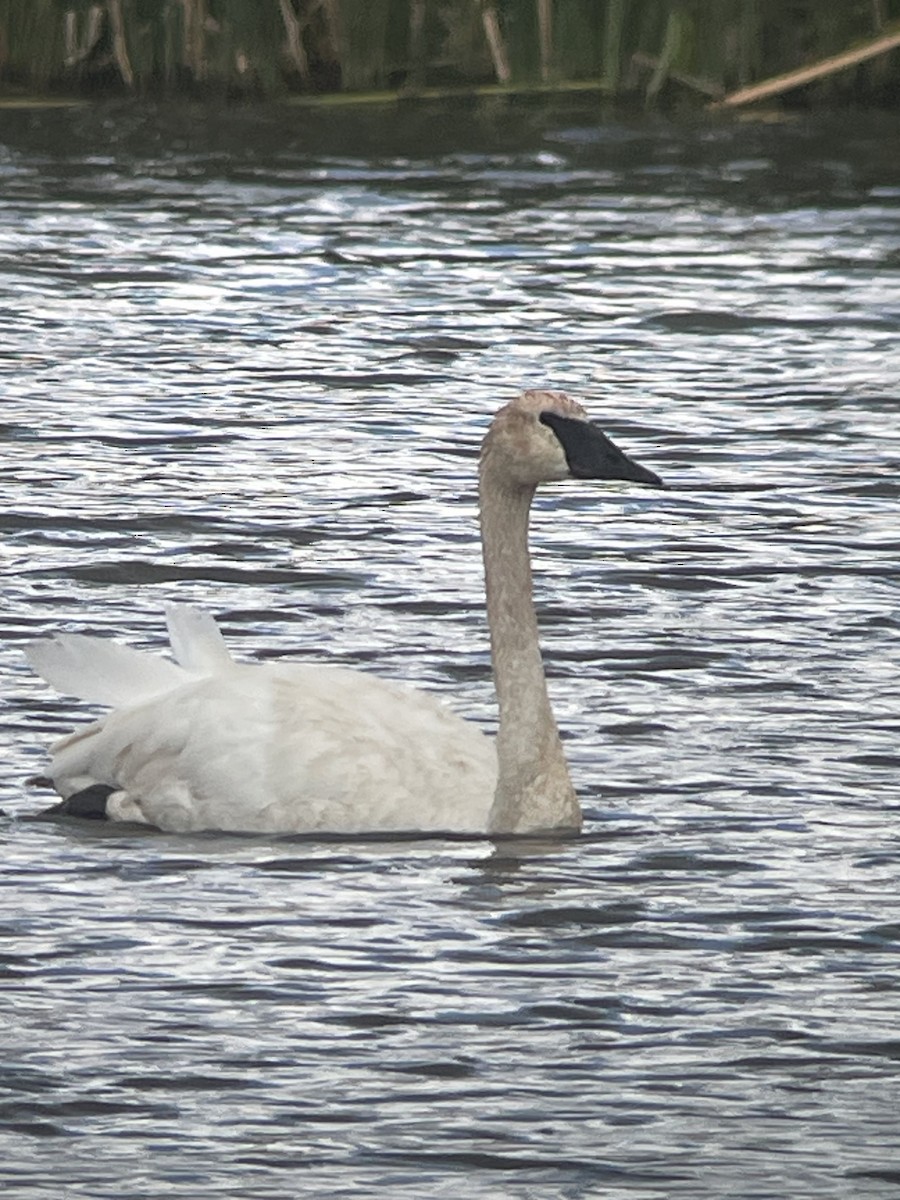 Trumpeter Swan - ML622889334