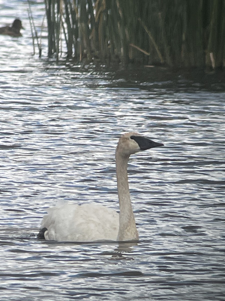 Trumpeter Swan - ML622889335