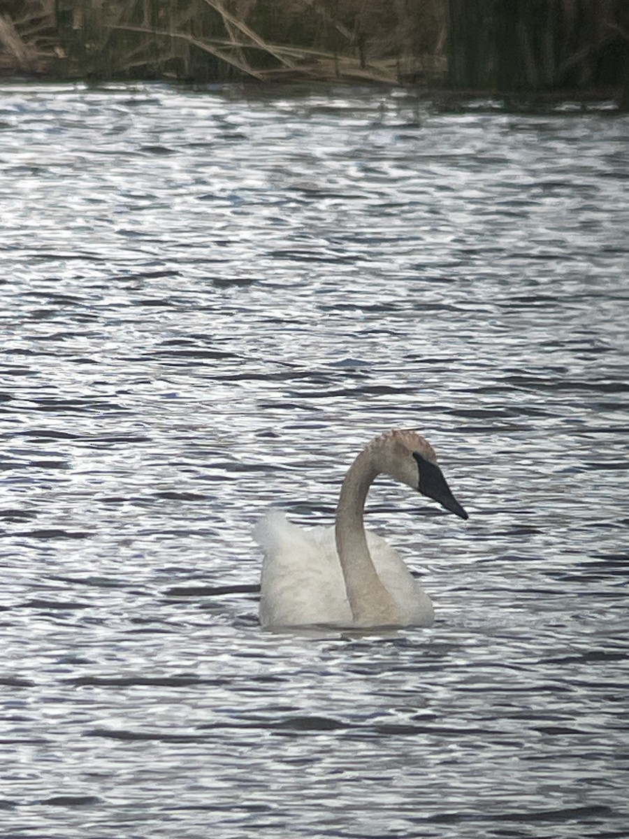 Trumpeter Swan - Larry Maurin