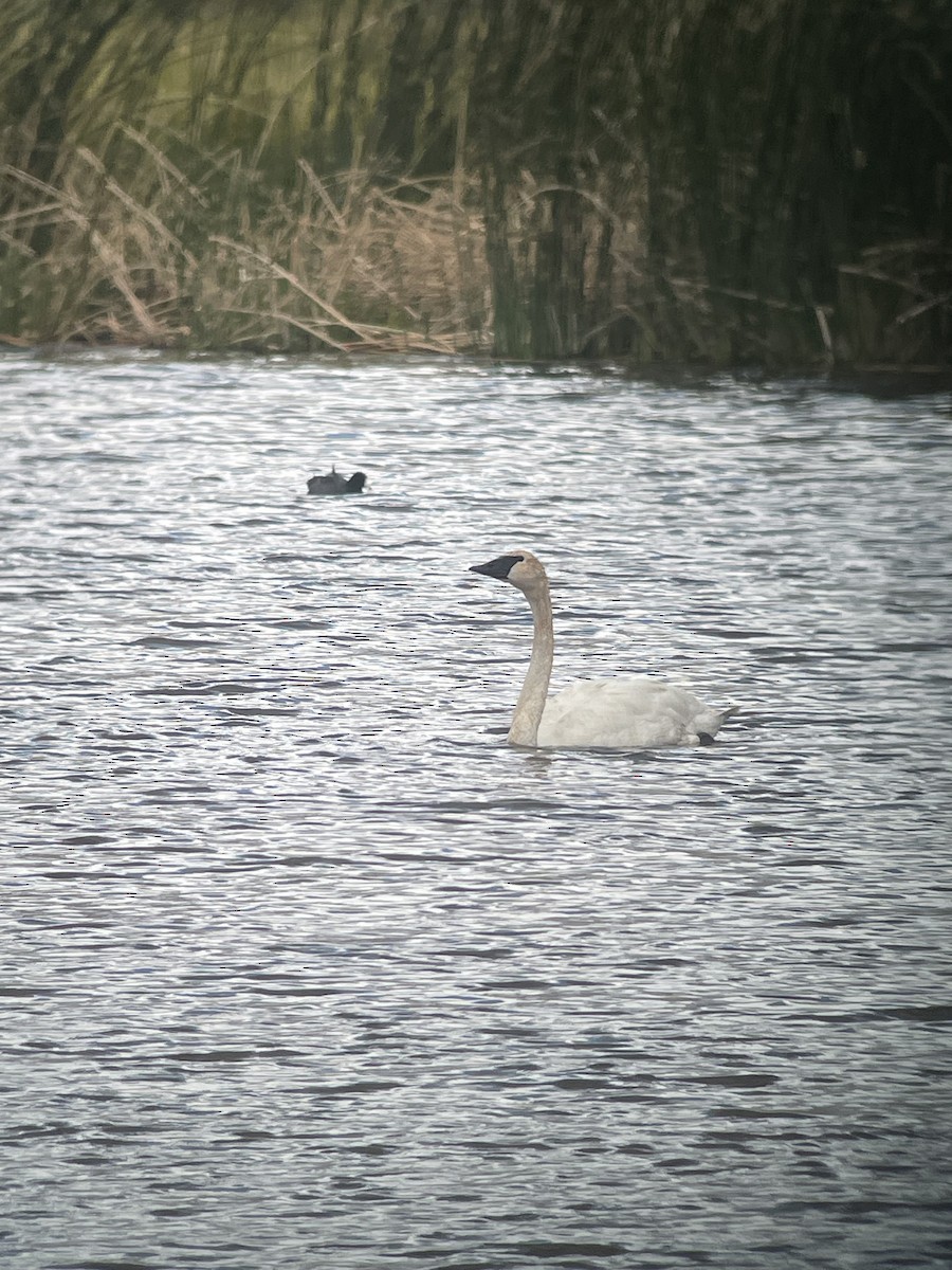 Trumpeter Swan - ML622889337