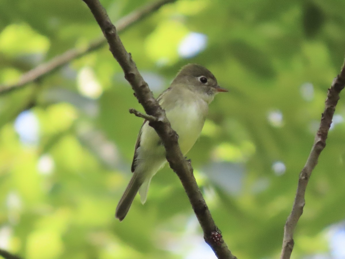 Least Flycatcher - ML622889354