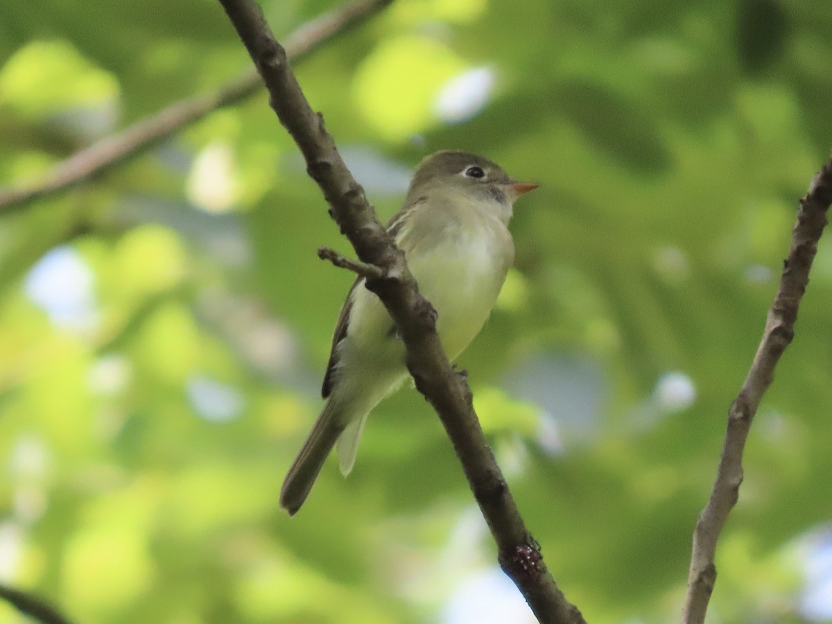 Least Flycatcher - ML622889355