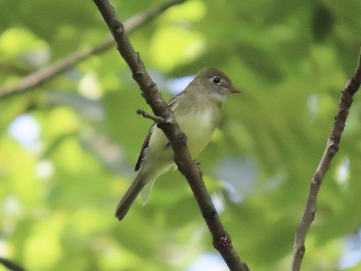 Least Flycatcher - ML622889356