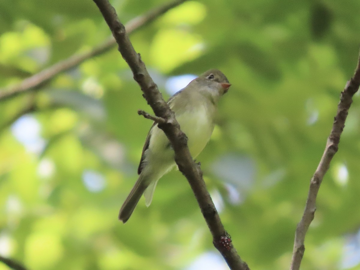 Least Flycatcher - ML622889357