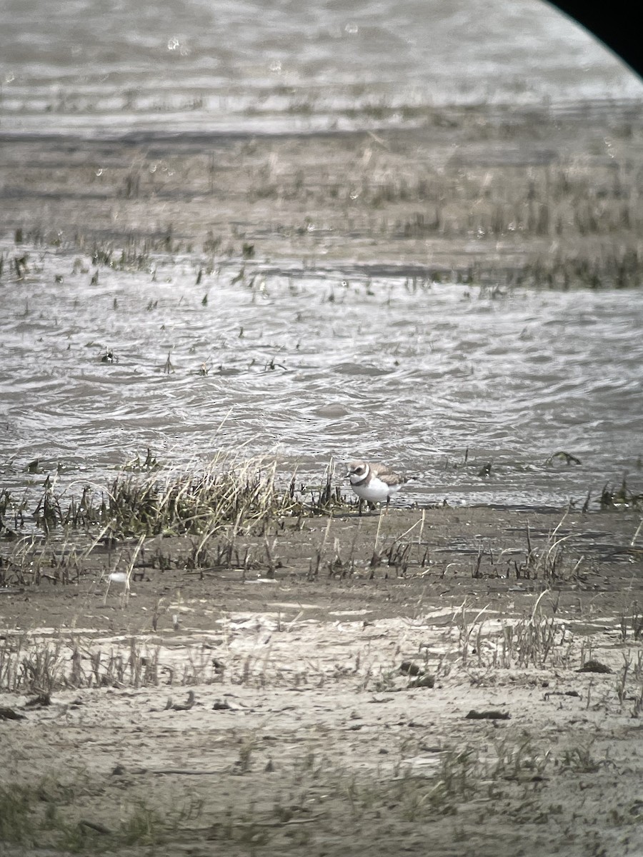 Semipalmated Plover - ML622889412