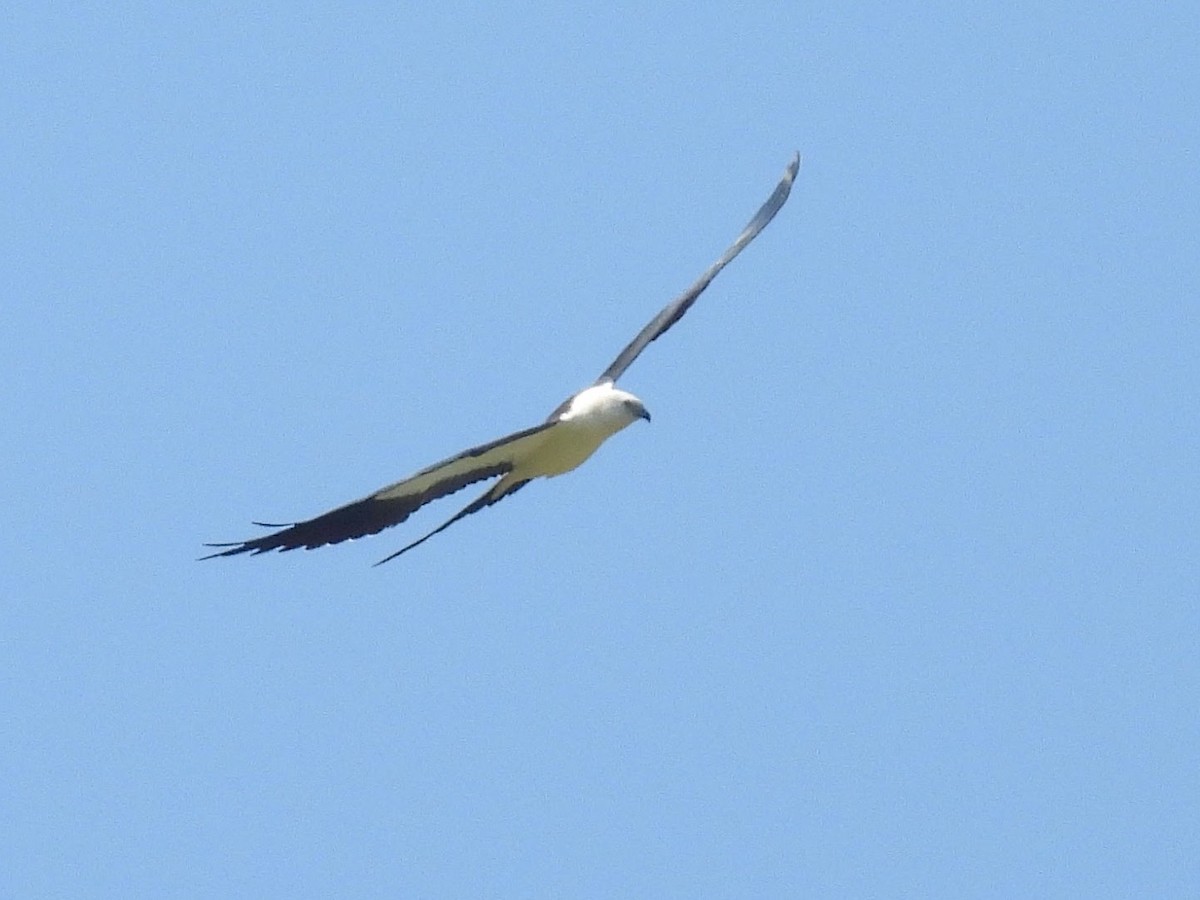 Swallow-tailed Kite - ML622889445