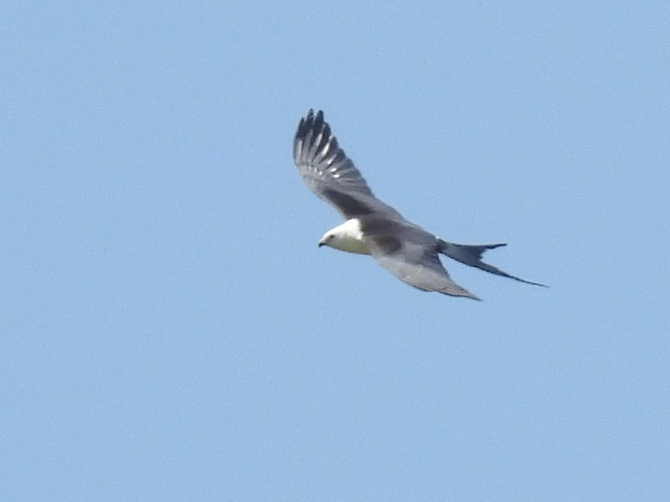 Swallow-tailed Kite - ML622889515