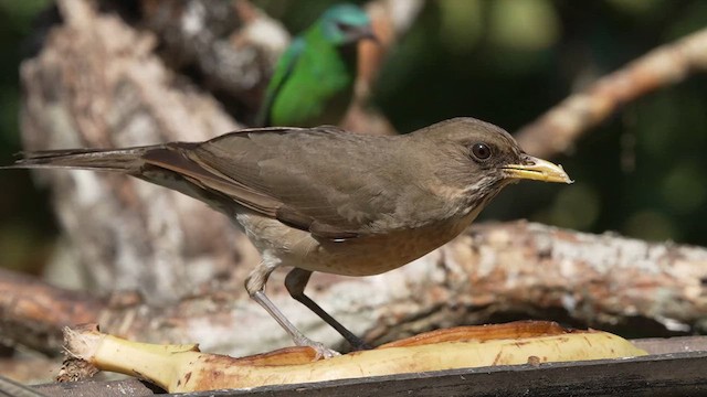 Pale-breasted Thrush - ML622889531