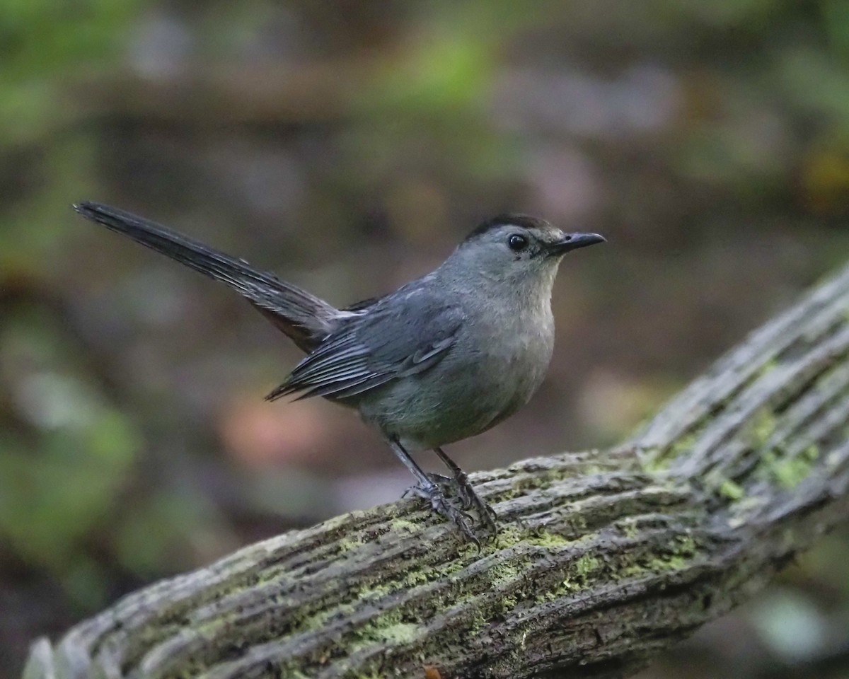 Gray Catbird - ML622889591