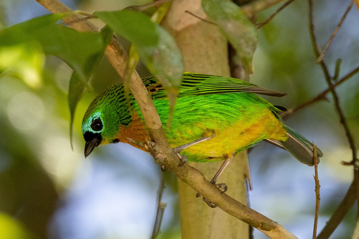Brassy-breasted Tanager - ML622889597