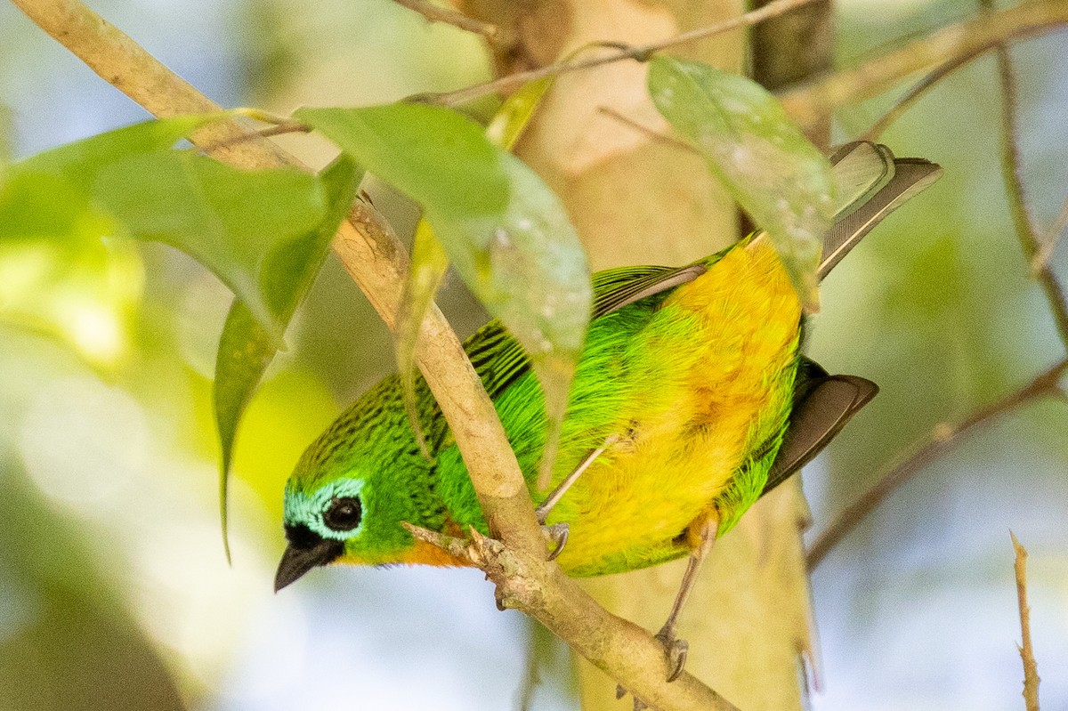 Brassy-breasted Tanager - ML622889638