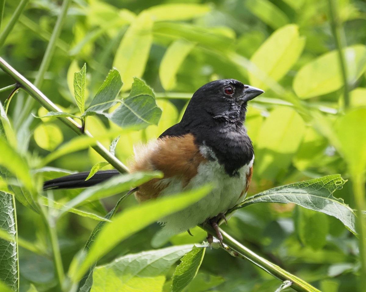 Eastern Towhee - ML622889658